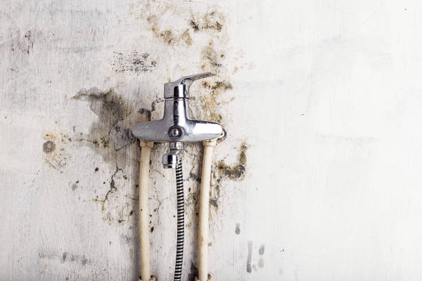 Best Office Mold Removal Services  in Knightstown, IN
