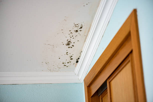 Best Local Mold Removal Service  in Knightstown, IN