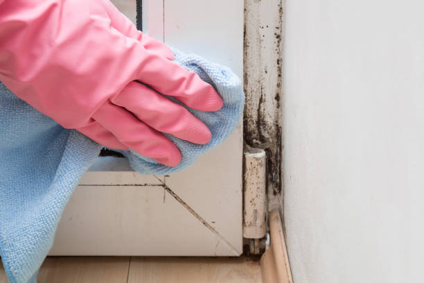 Crawl Space Mold Removal in Knightstown, IN