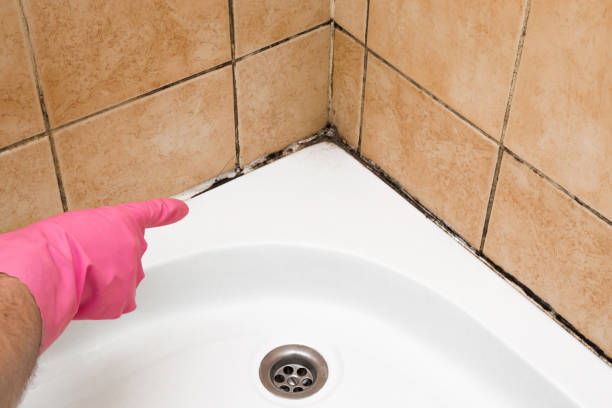 Best Residential Mold Removal  in Knightstown, IN